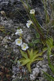Attēlu rezultāti vaicājumam “Pinguicula alpina”