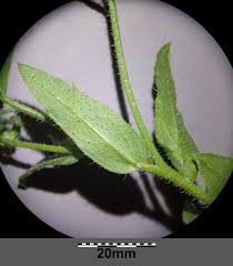 Attēlu rezultāti vaicājumam “Anchusa arvensis leaf”