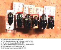 Attēlu rezultāti vaicājumam “Cribraria costata”