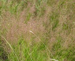 Attēlu rezultāti vaicājumam “Agrostis capillaris”