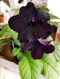 Image result for Streptocarpus