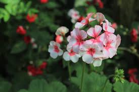 Attēlu rezultāti vaicājumam “Geranium palustre flower”