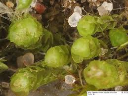 Attēlu rezultāti vaicājumam “Cladopodiella francisci”