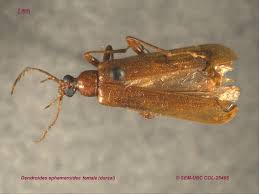 Attēlu rezultāti vaicājumam “Pyrochroidae”