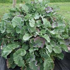 Image result for Taunton Deane