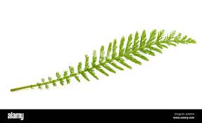 Attēlu rezultāti vaicājumam “Achillea millefolium leaf”