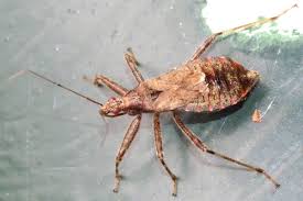 Attēlu rezultāti vaicājumam “Himacerus apterus”