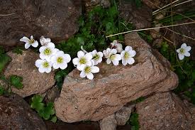 Attēlu rezultāti vaicājumam “Saxifraga cymbalaria”