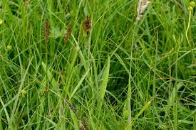 Attēlu rezultāti vaicājumam “Blysmus compressus”