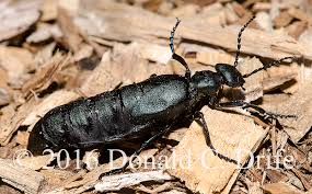 Attēlu rezultāti vaicājumam “Meloe sp.”