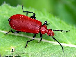 Attēlu rezultāti vaicājumam “Pyrochroidae”