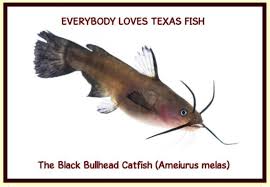 Image result for Ameiurus melas