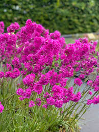 Image result for Pechnelke