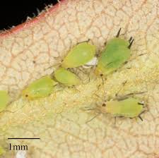 Attēlu rezultāti vaicājumam “Aphis jacobaeae”