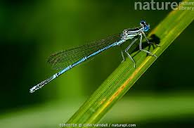 Attēlu rezultāti vaicājumam “Platycnemis pennipes”