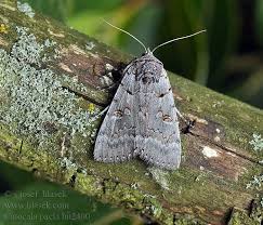 Attēlu rezultāti vaicājumam “Catocala pacta”
