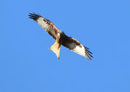 Image result for Kite Ireland