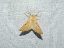 Attēlu rezultāti vaicājumam “Crocallis elinguaria larva”