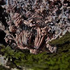 Attēlu rezultāti vaicājumam “Stemonitis fusca plasmodium”