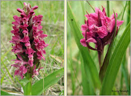 Attēlu rezultāti vaicājumam “Dactylorhiza incarnata”