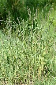 Attēlu rezultāti vaicājumam “Dactylis polygama”