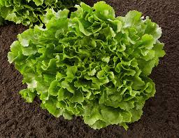 Image result for Endivie