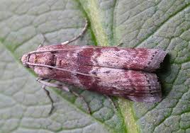 Attēlu rezultāti vaicājumam “Phycita roborella”