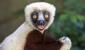 Attēlu rezultāti vaicājumam “Lycogala convexum sessile”