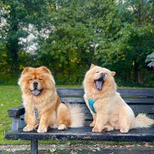 Znalezione obrazy dla zapytania chow