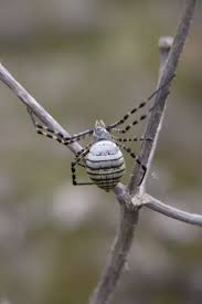 Attēlu rezultāti vaicājumam “Argiope bruennichi female”