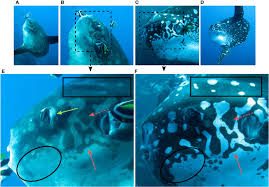 Image result for Mola alexandrini