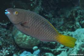 Image result for Scarus ferrugineus