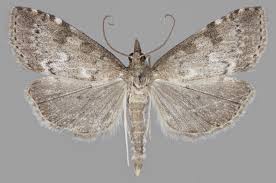 Attēlu rezultāti vaicājumam “Udea prunalis”