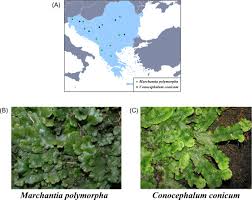 Attēlu rezultāti vaicājumam “Nowellia curvifolia sporophyte”
