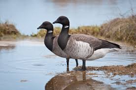 Attēlu rezultāti vaicājumam “Branta bernicla adult”