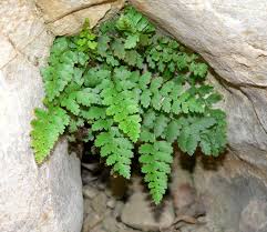 Attēlu rezultāti vaicājumam “Cystopteris fragilis”