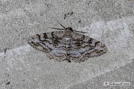 Attēlu rezultāti vaicājumam “Alcis repandata”