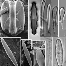 Attēlu rezultāti vaicājumam “Didymium annulisporum young”