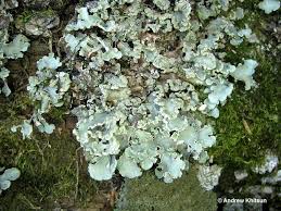 Attēlu rezultāti vaicājumam “Cetrelia olivetorum”