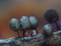 Attēlu rezultāti vaicājumam “Lamproderma arcyrioides spores”