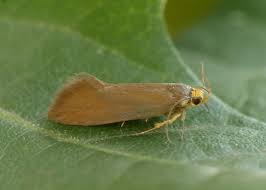 Attēlu rezultāti vaicājumam “Denisia similella”