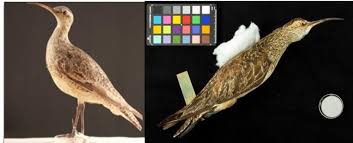 Image result for Numenius borealis