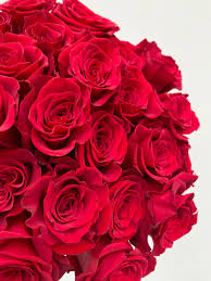 Image result for Red Rose Cc