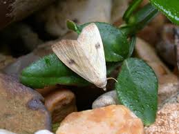 Attēlu rezultāti vaicājumam “Rivula sericealis”