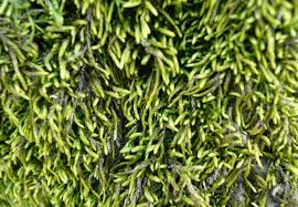 Attēlu rezultāti vaicājumam “Anomodon attenuatus”