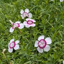 Attēlu rezultāti vaicājumam “Dianthus deltoides bud”
