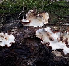 Attēlu rezultāti vaicājumam “Heterobasidion parviporum”