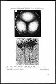 Attēlu rezultāti vaicājumam “Pistillaria sp.”
