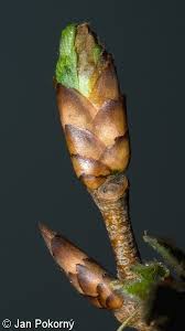 Attēlu rezultāti vaicājumam “Ulmus laevis”