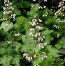Image result for Heuchera Metallica